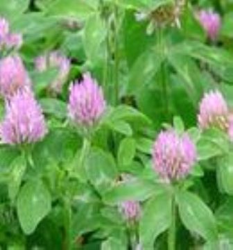 Red Clover Extract 